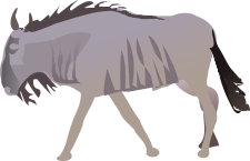 Wildebeest