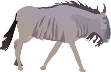 Wildebeest