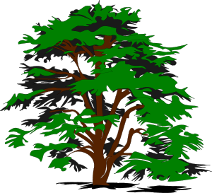 Deciduous Tree