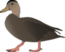 American Black Duck