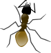 Ant