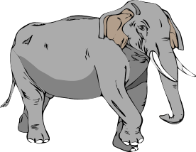 Asian Elephant