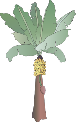 Banana Tree