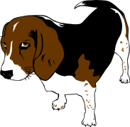 Beagle