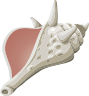 Conch