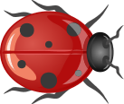 Ladybug