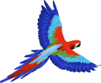 Macaw