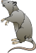 Rat