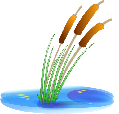 Reeds