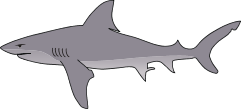 Bull Shark