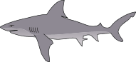 Bull Shark