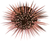 Sea Urchin