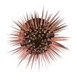 Sea Urchin