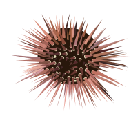 Sea Urchin