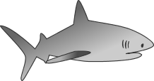 Shark