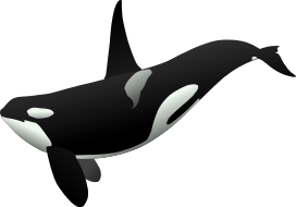 Killer Whale