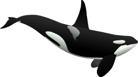 Killer Whale