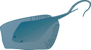 Southern Stingray