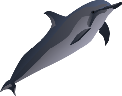 Spinner Dolphin