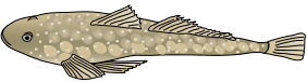 Flathead Trout