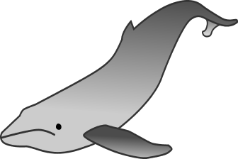 Humpback Whale