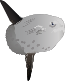 Ocean Sunfish