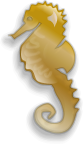 Seahorse