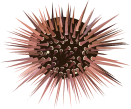 Sea Urchin