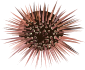 Sea Urchin