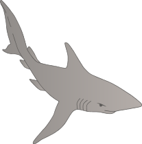 Shark