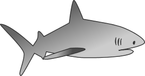 Shark