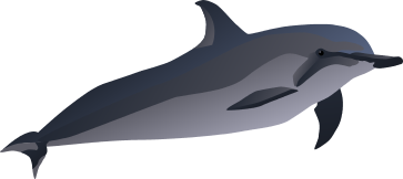 Spinner Dolphin