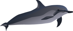 Spinner Dolphin