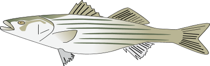 Striped Bass