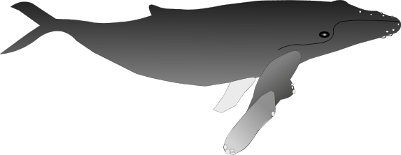 Whale - Humpback
